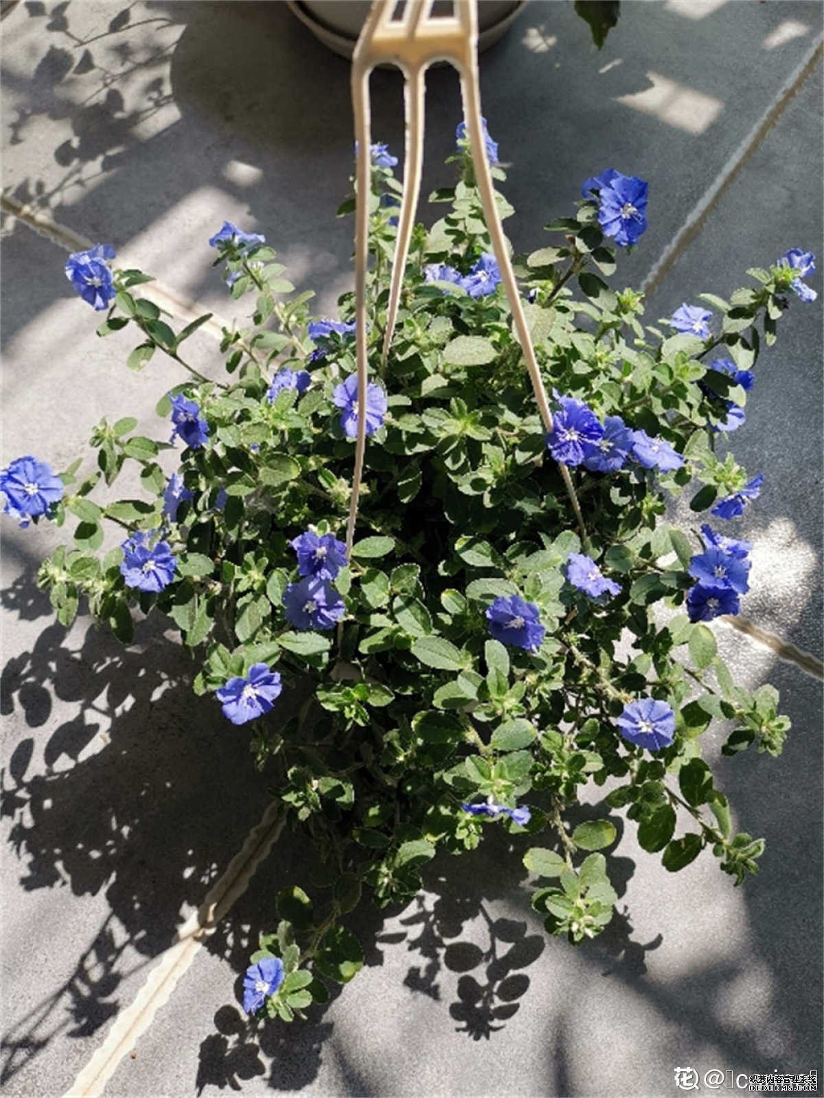 蓝星花的天空