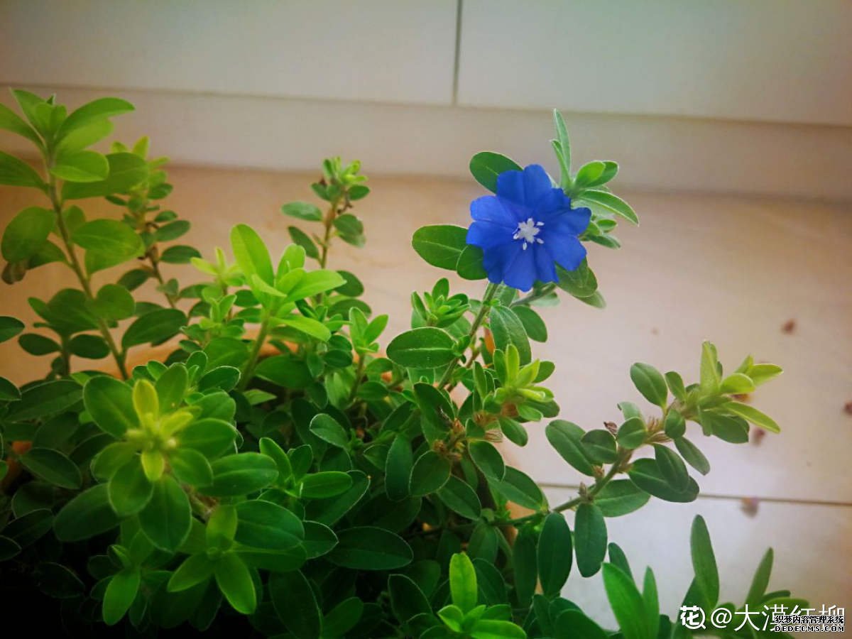 深紫色蓝星花