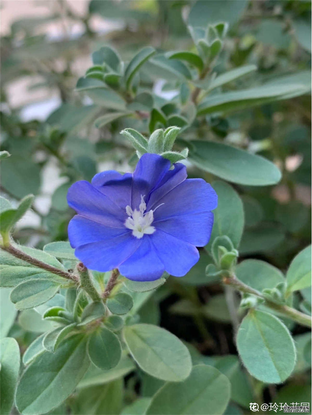 蓝星花