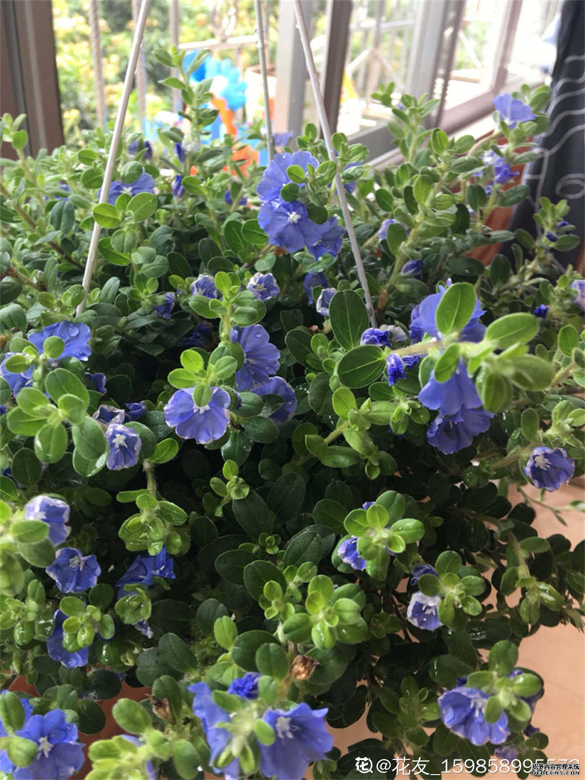 小小蓝星花
