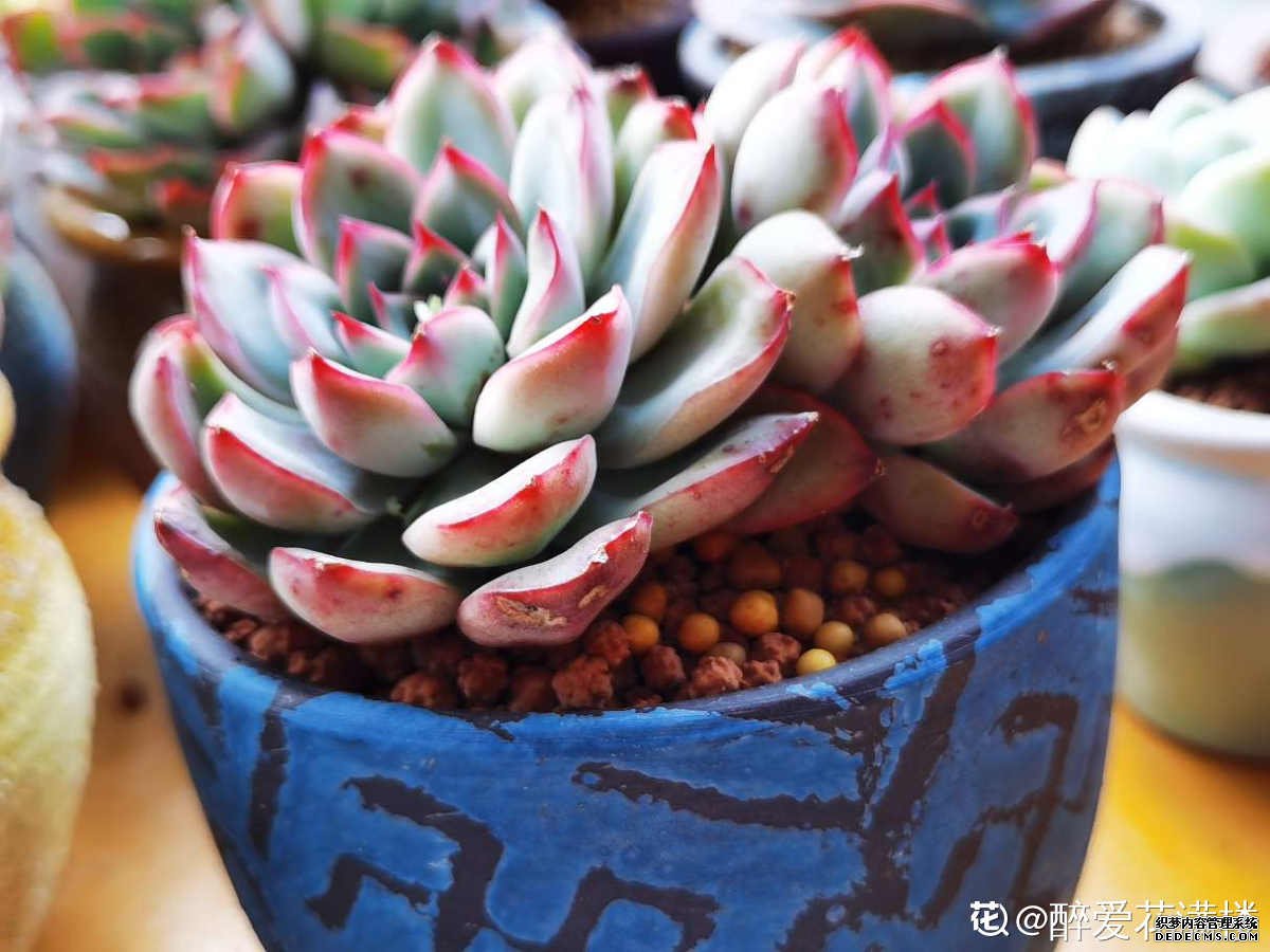 花月夜美图