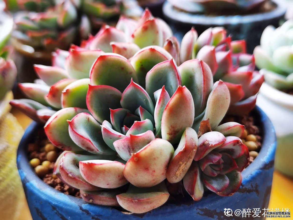 花月夜的图片