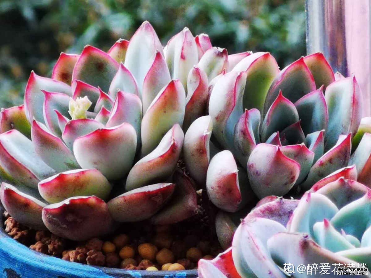 花月夜图片