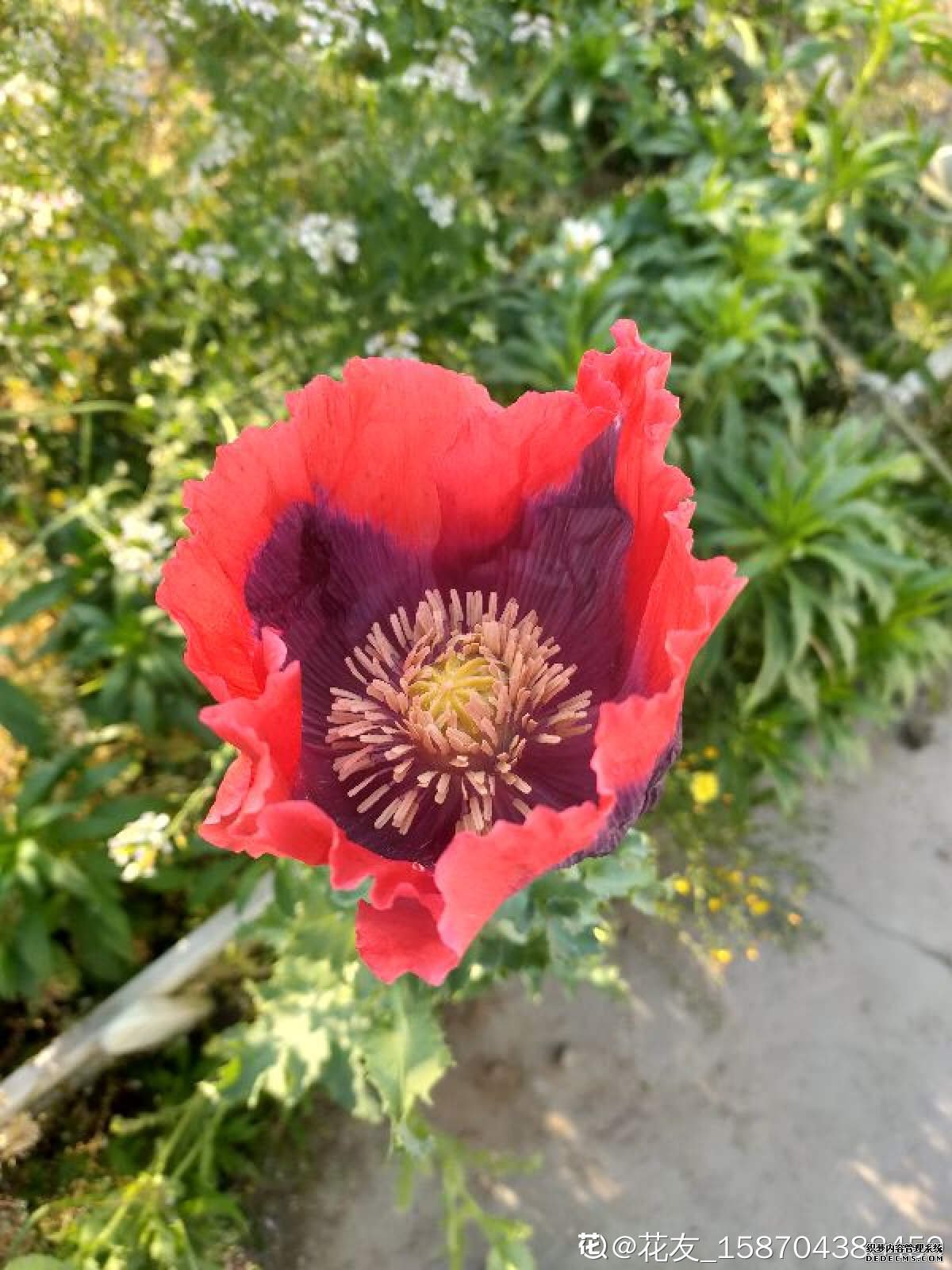 罂粟花