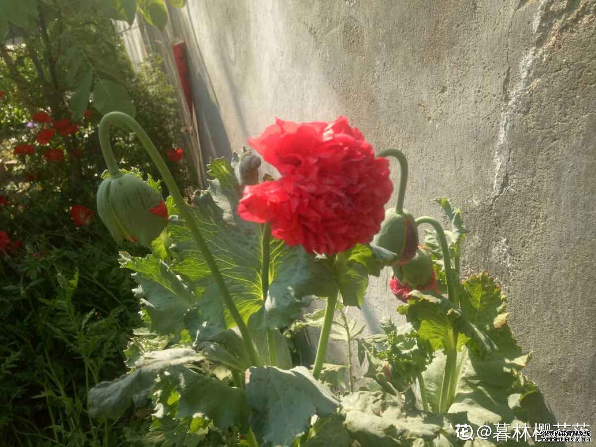 恶之花——罂粟