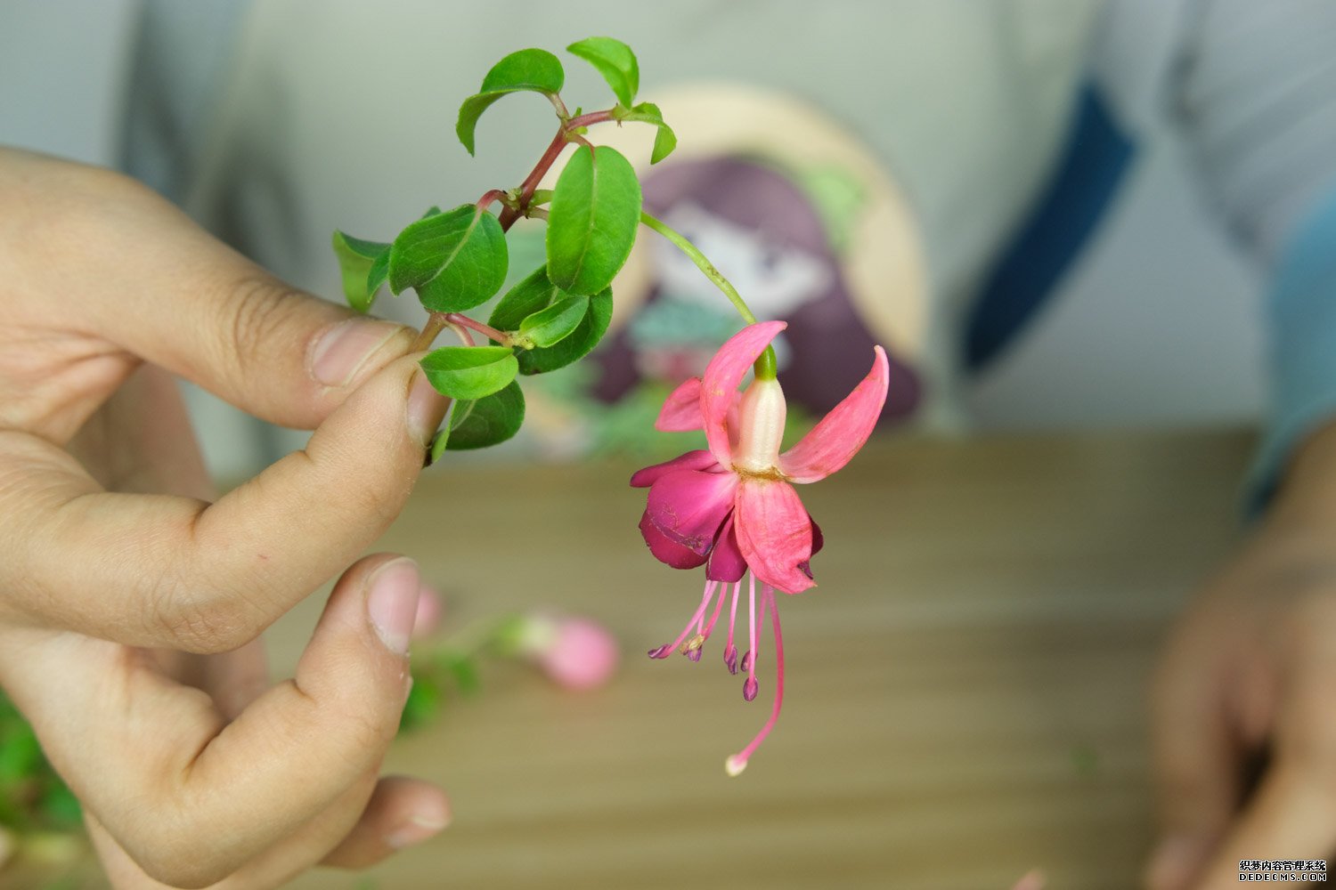 倒挂金钟点点红，含露吐珠自多情