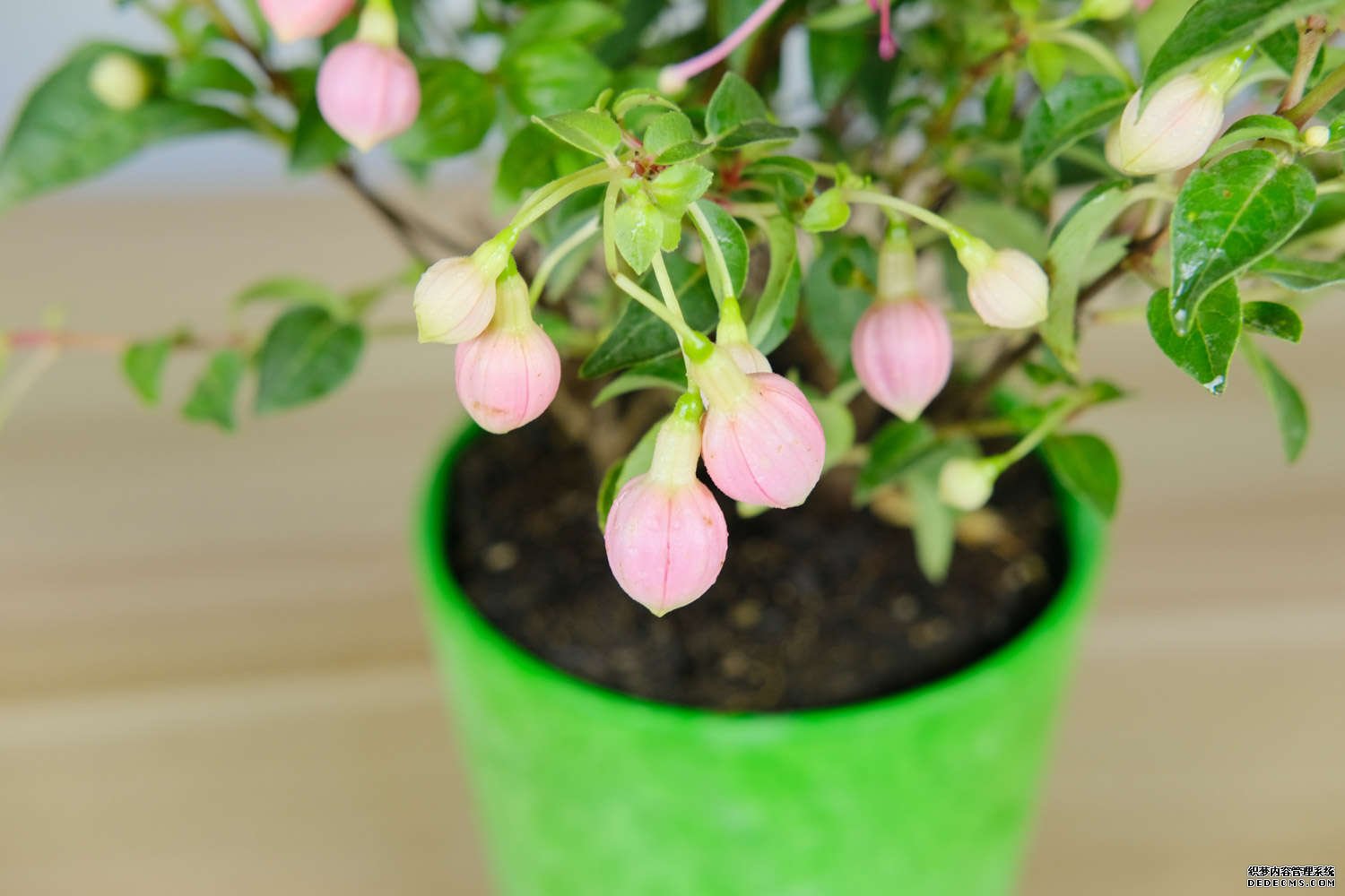 灯笼花——倒挂金钟
