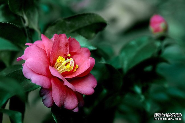 茶梅花色