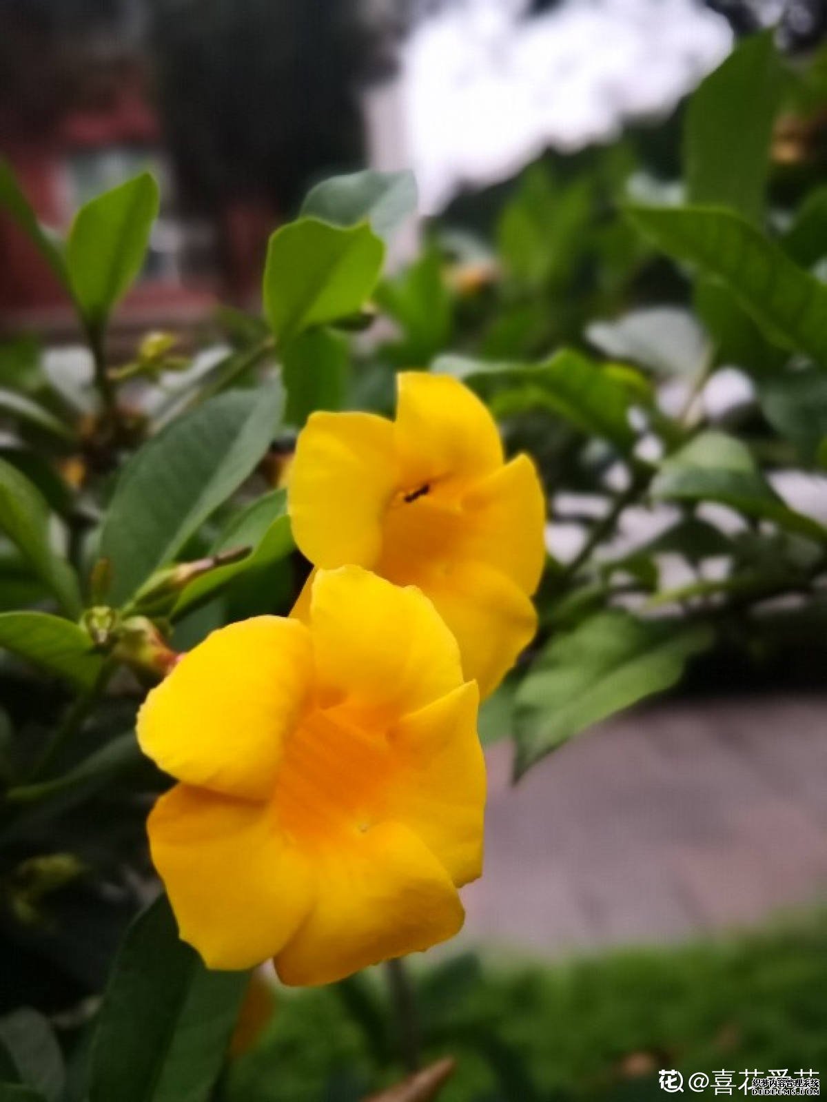 美美的黄蝉