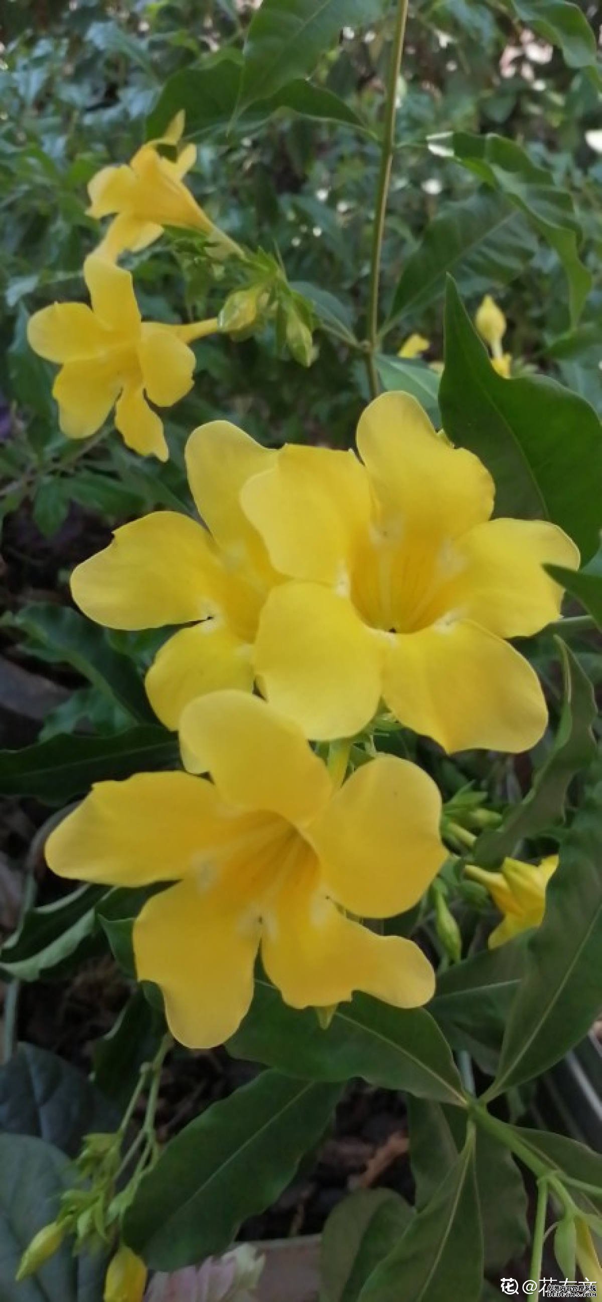 枝头黄蝉莫要采