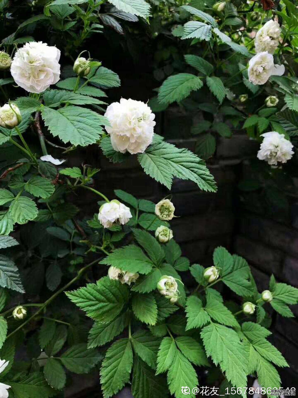 天上开的花