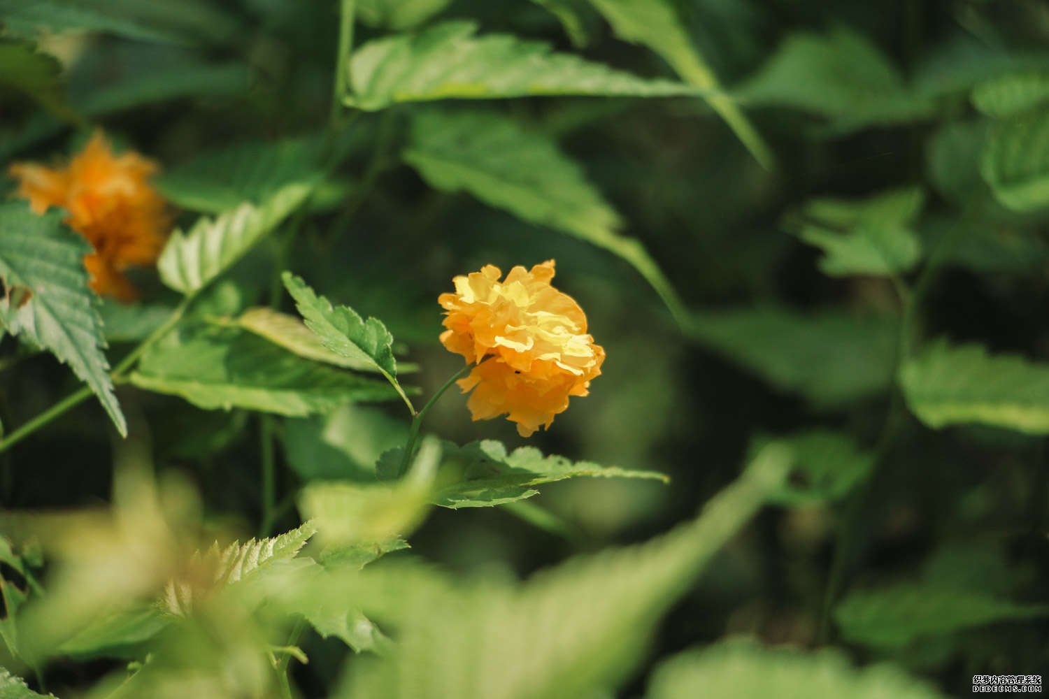 棣棠花