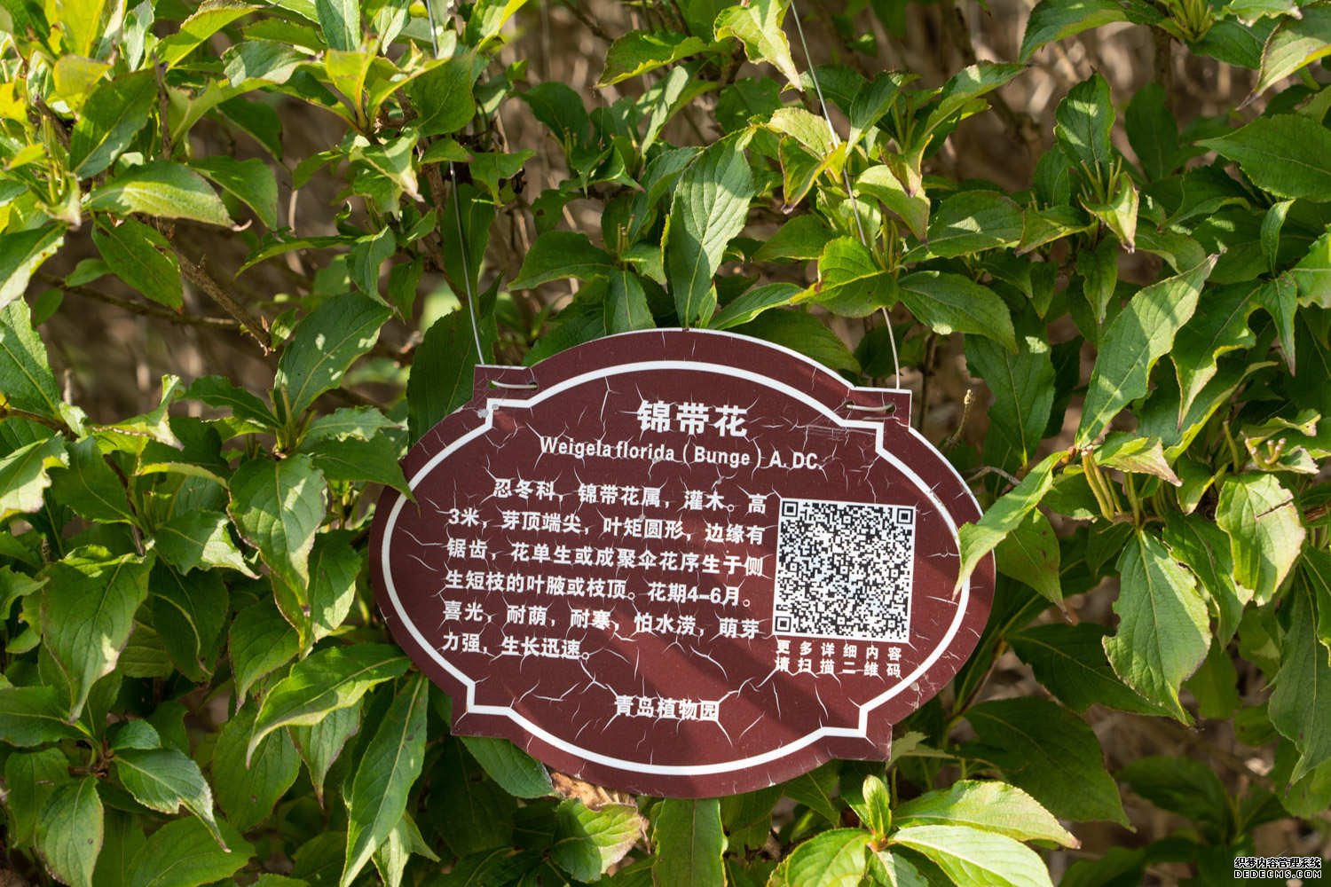粉色锦带花