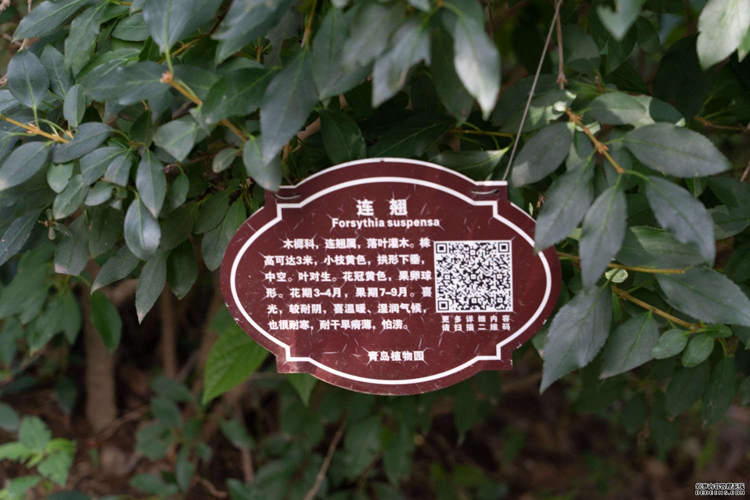 蓝天，连翘