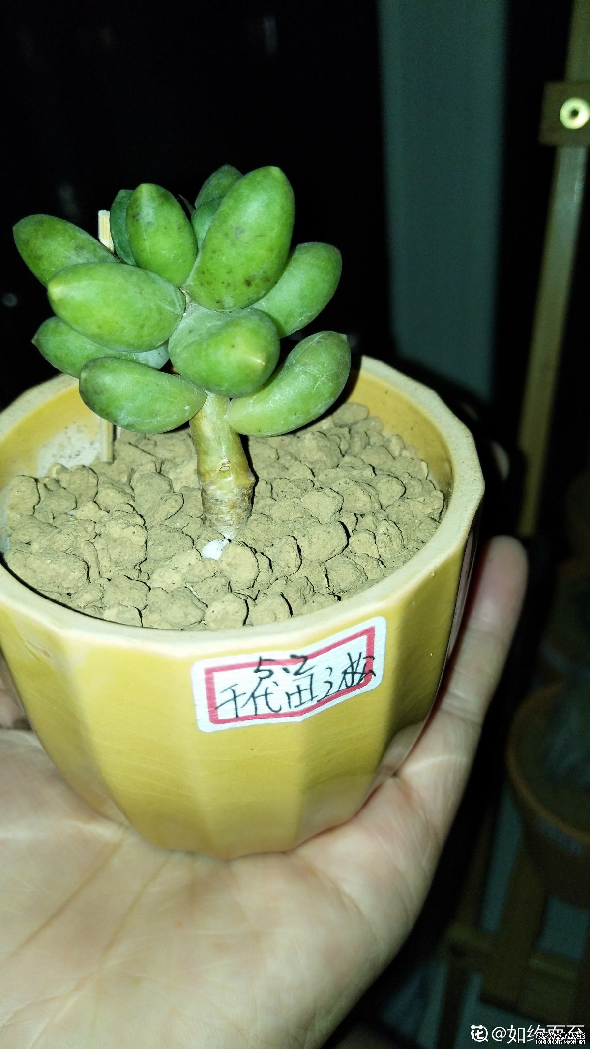 跑偏的千代田之松