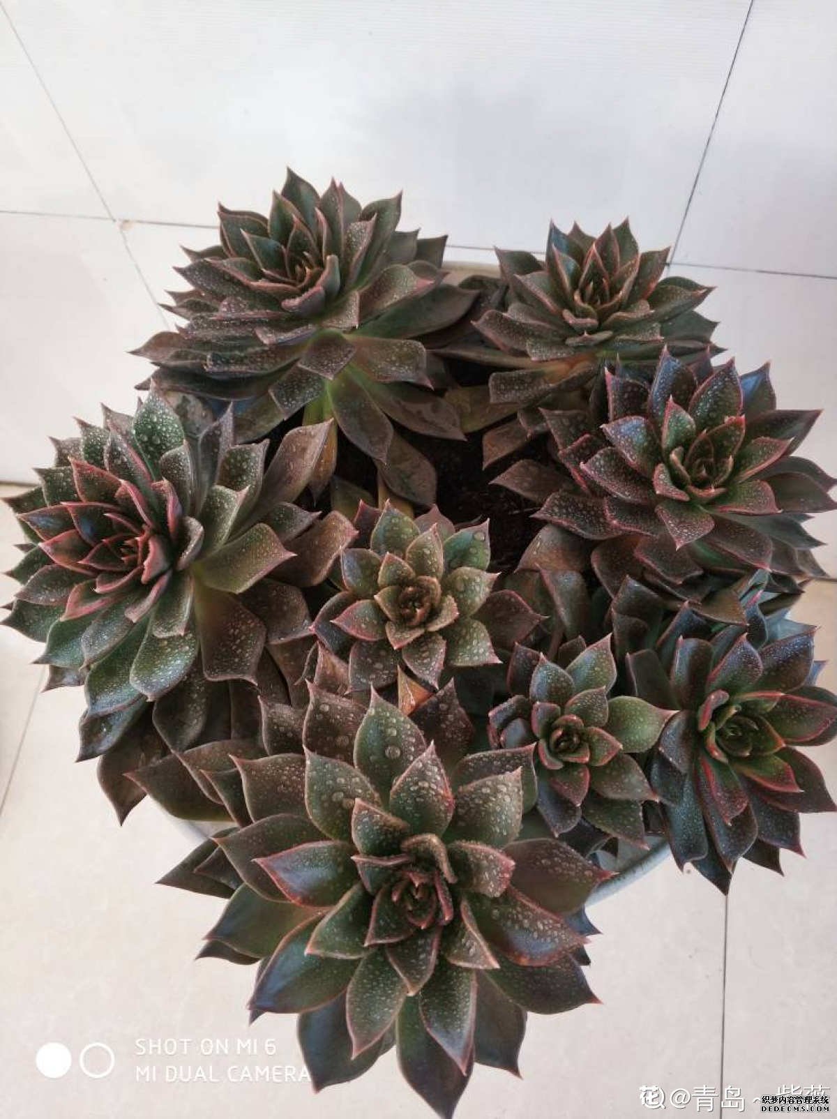 黑色王子的诱惑——黑王子