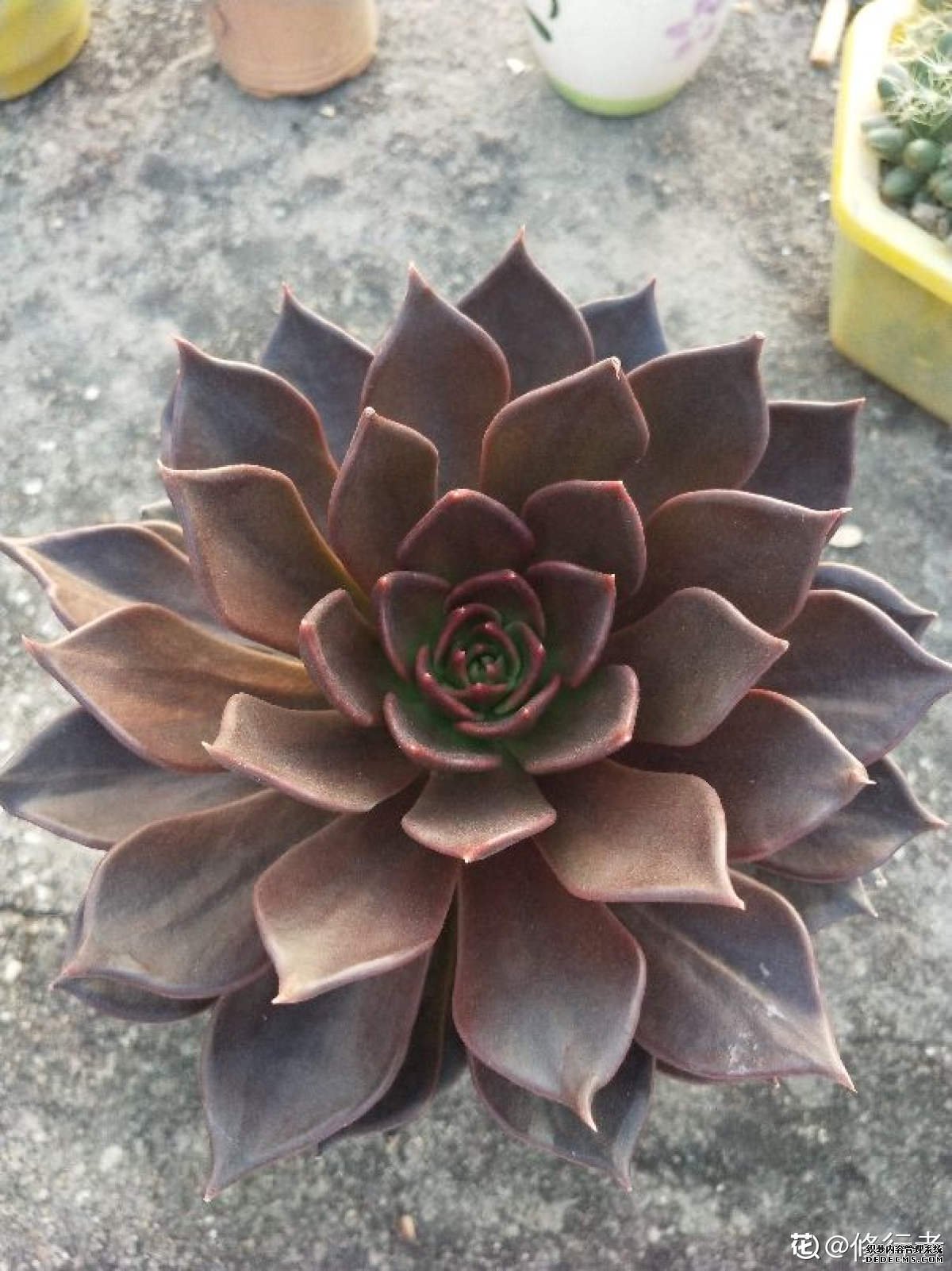 黑王子图片