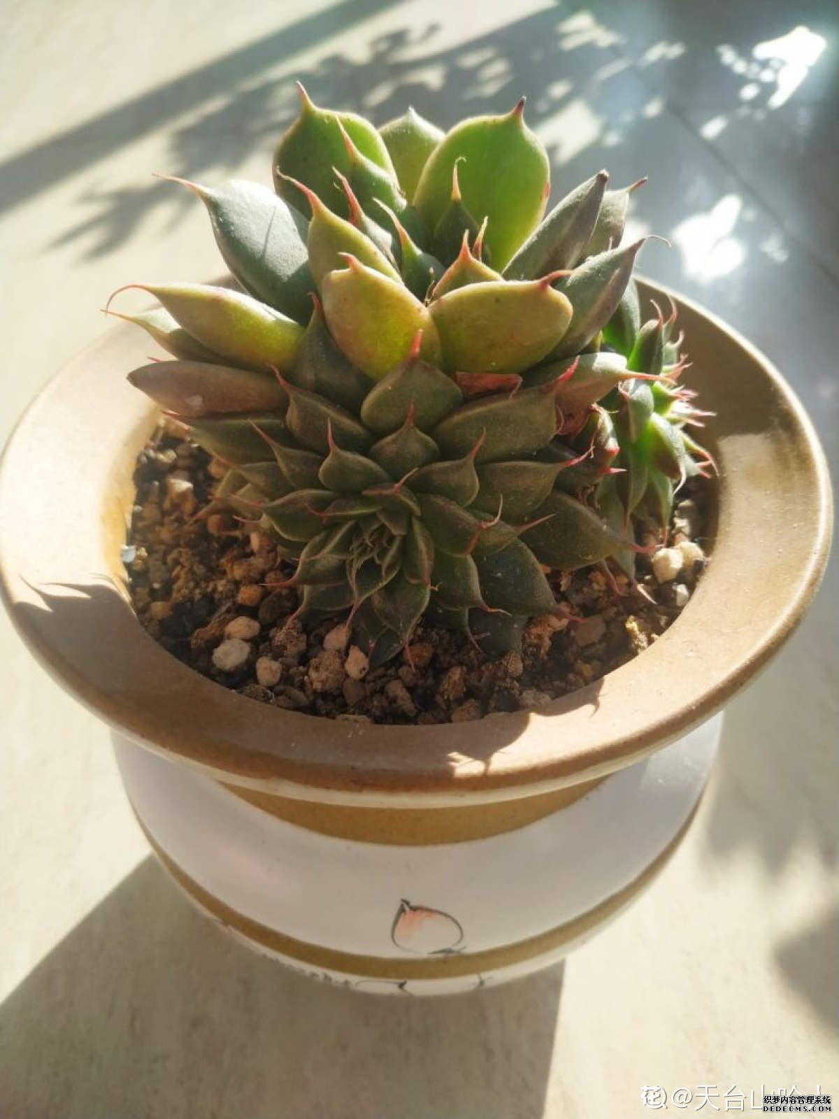 小银星