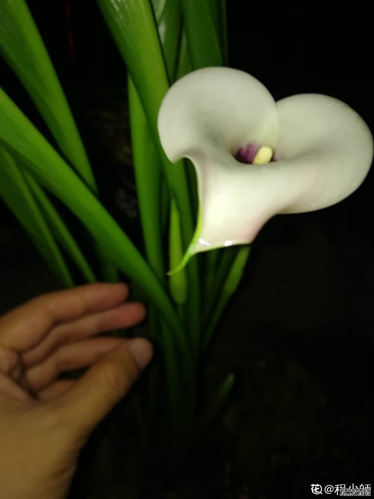 白色马蹄莲