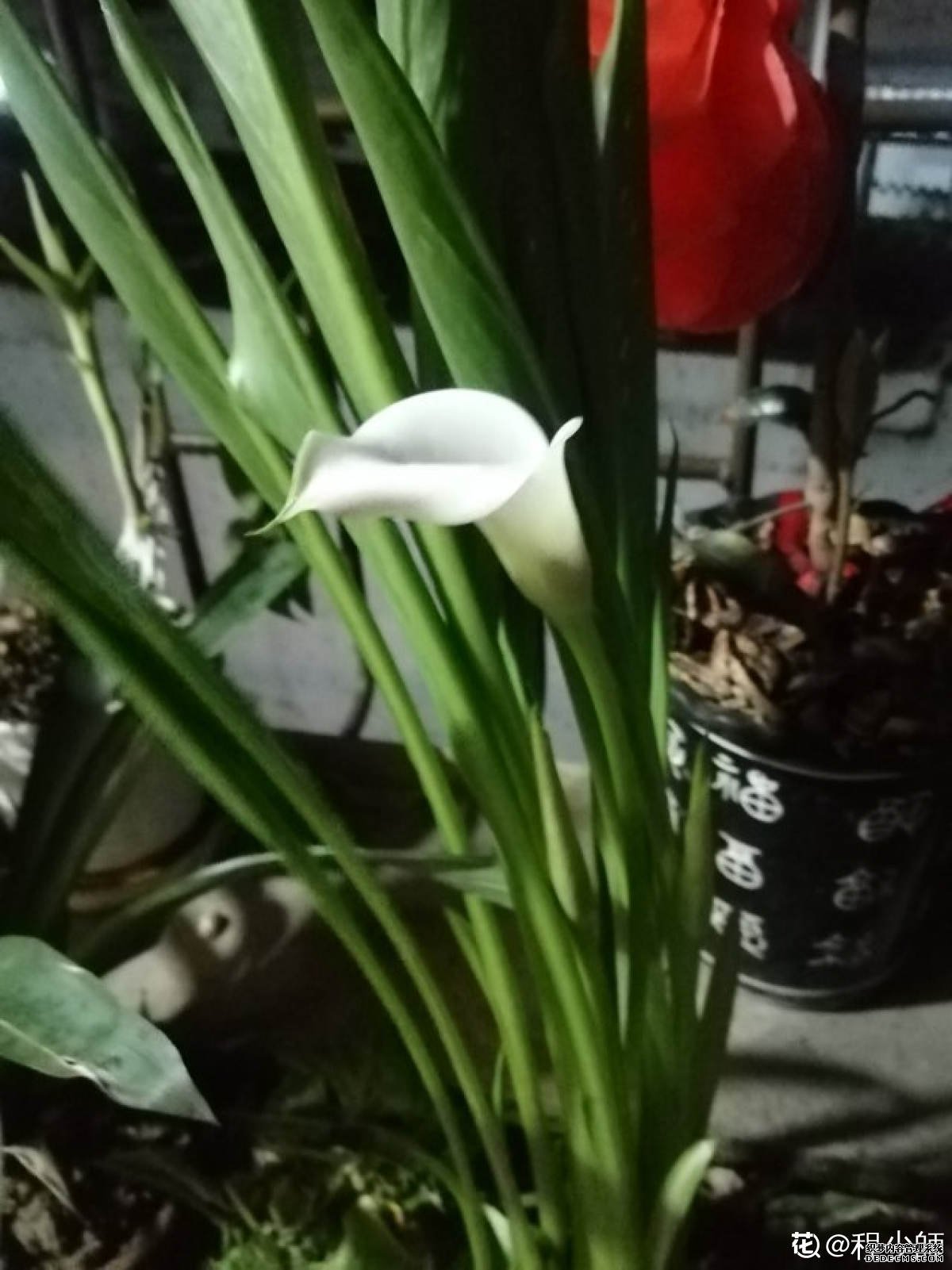 马蹄莲