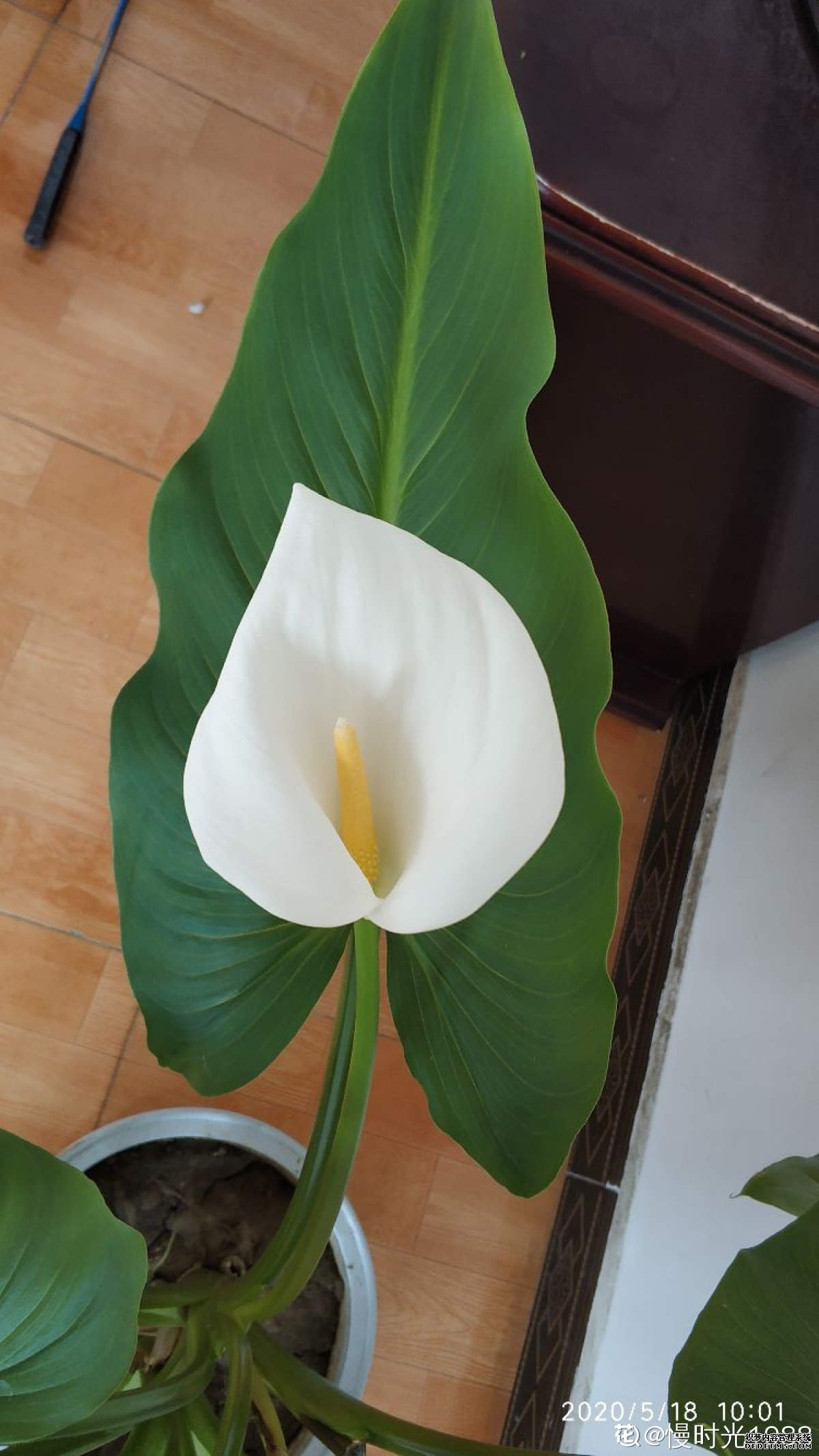 马蹄莲图片欣赏