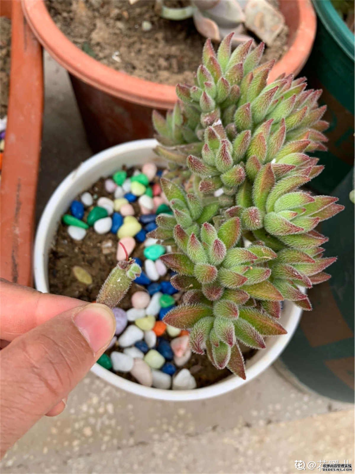 绵里不藏针——绒针