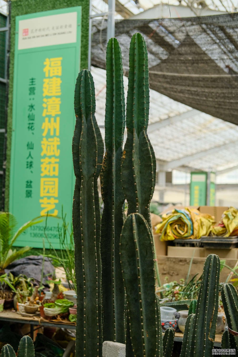 开花的量天尺
