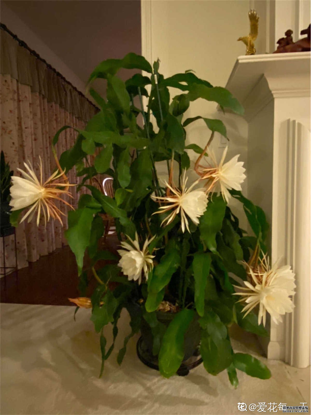 昙花一现