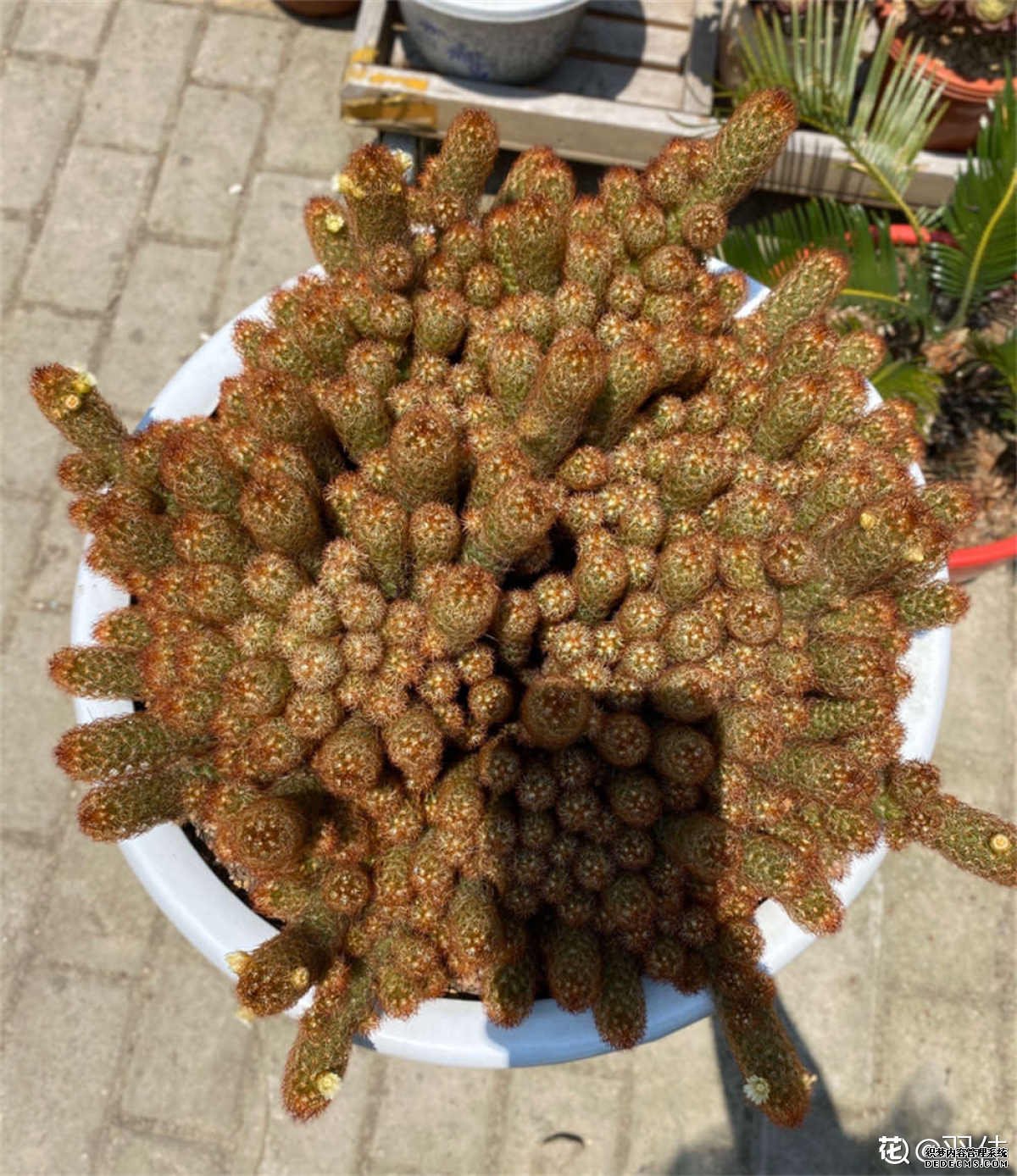 星点白花金手指