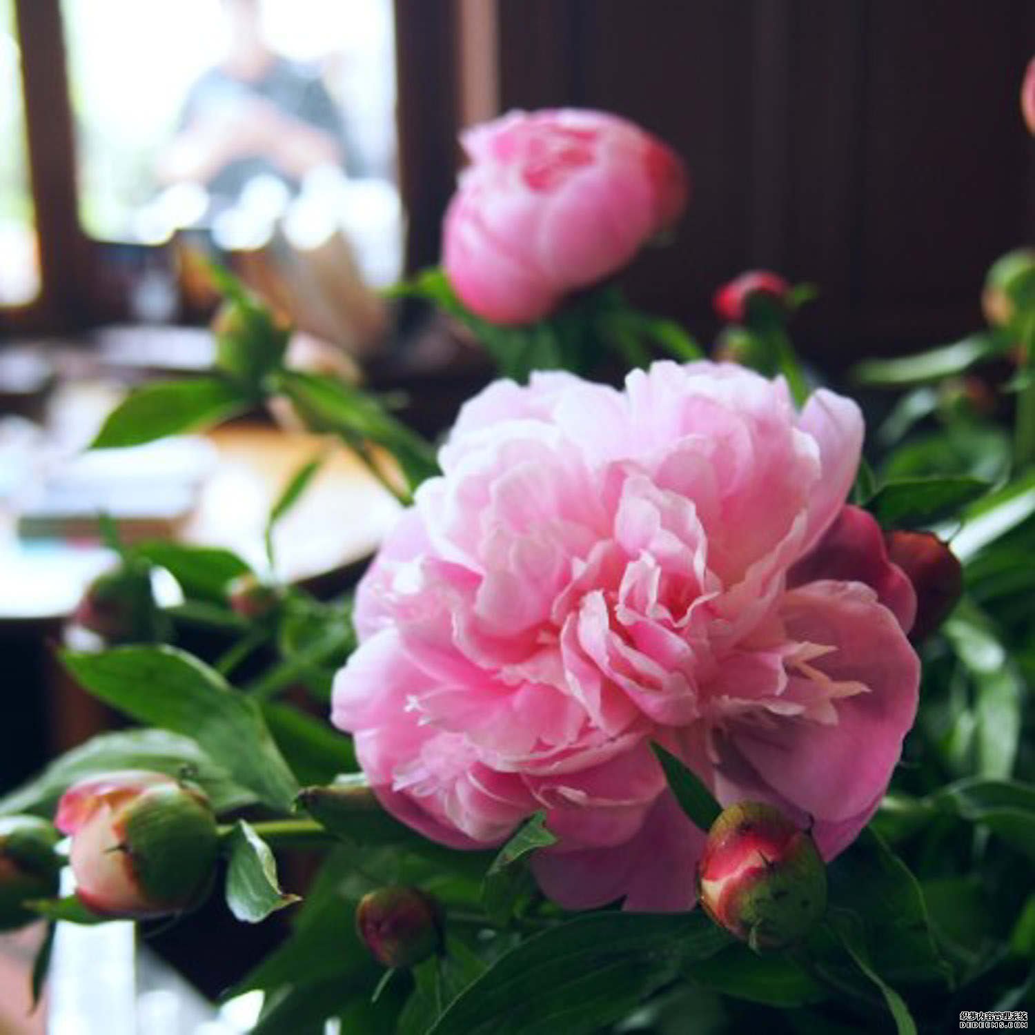 粉色芍药