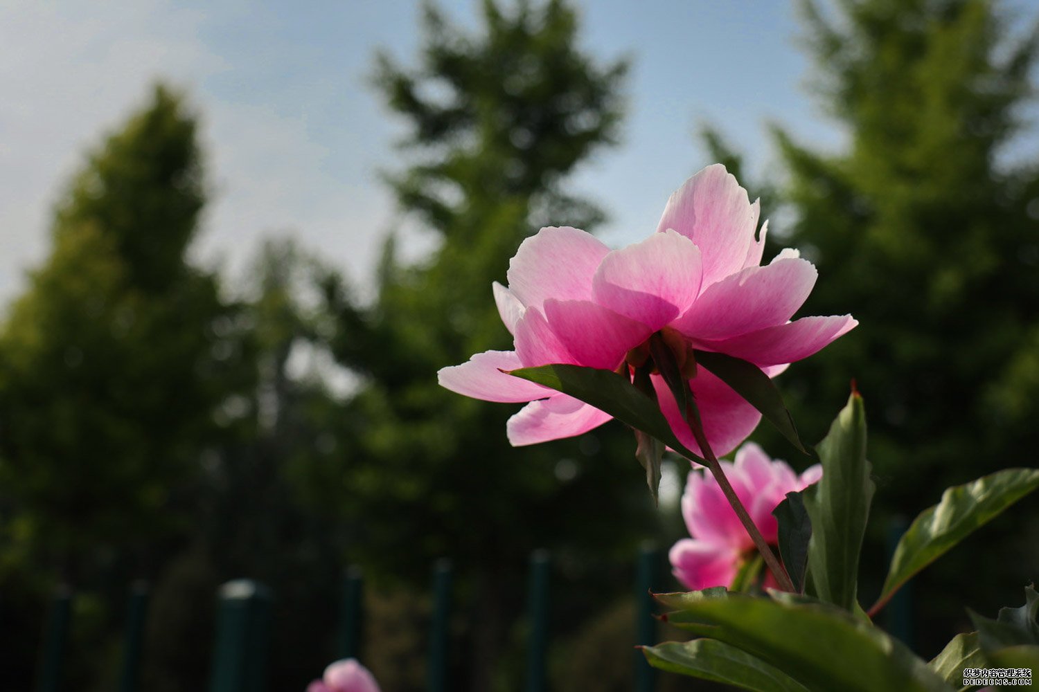 两朵芍药