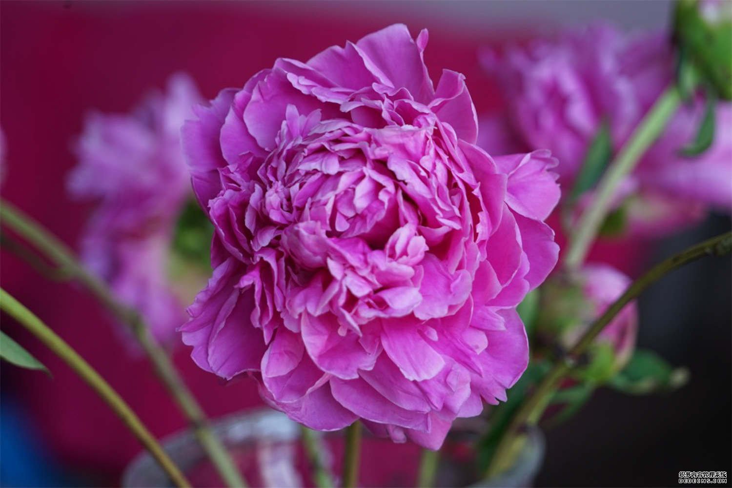 芍药