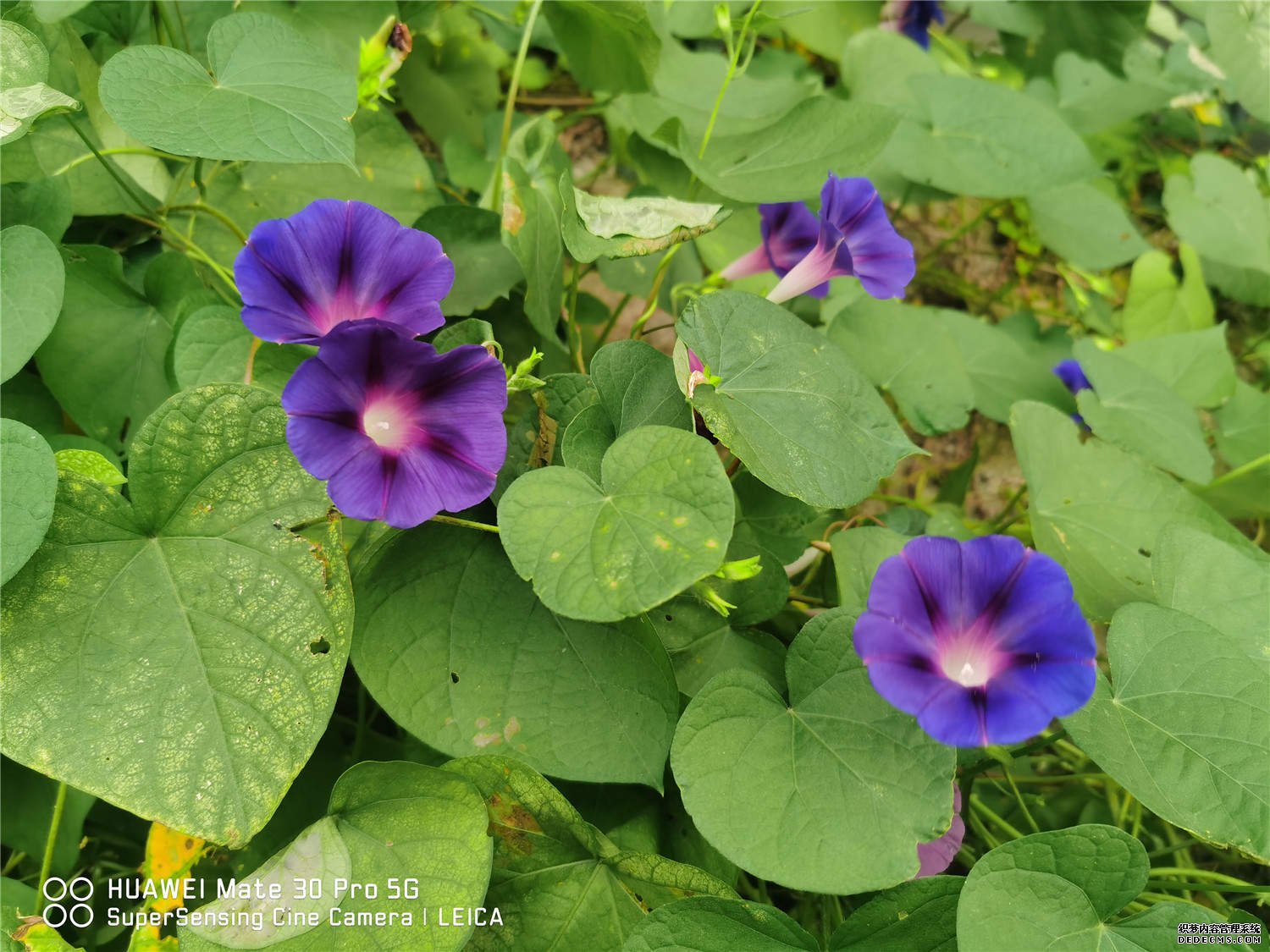 牵牛花图片