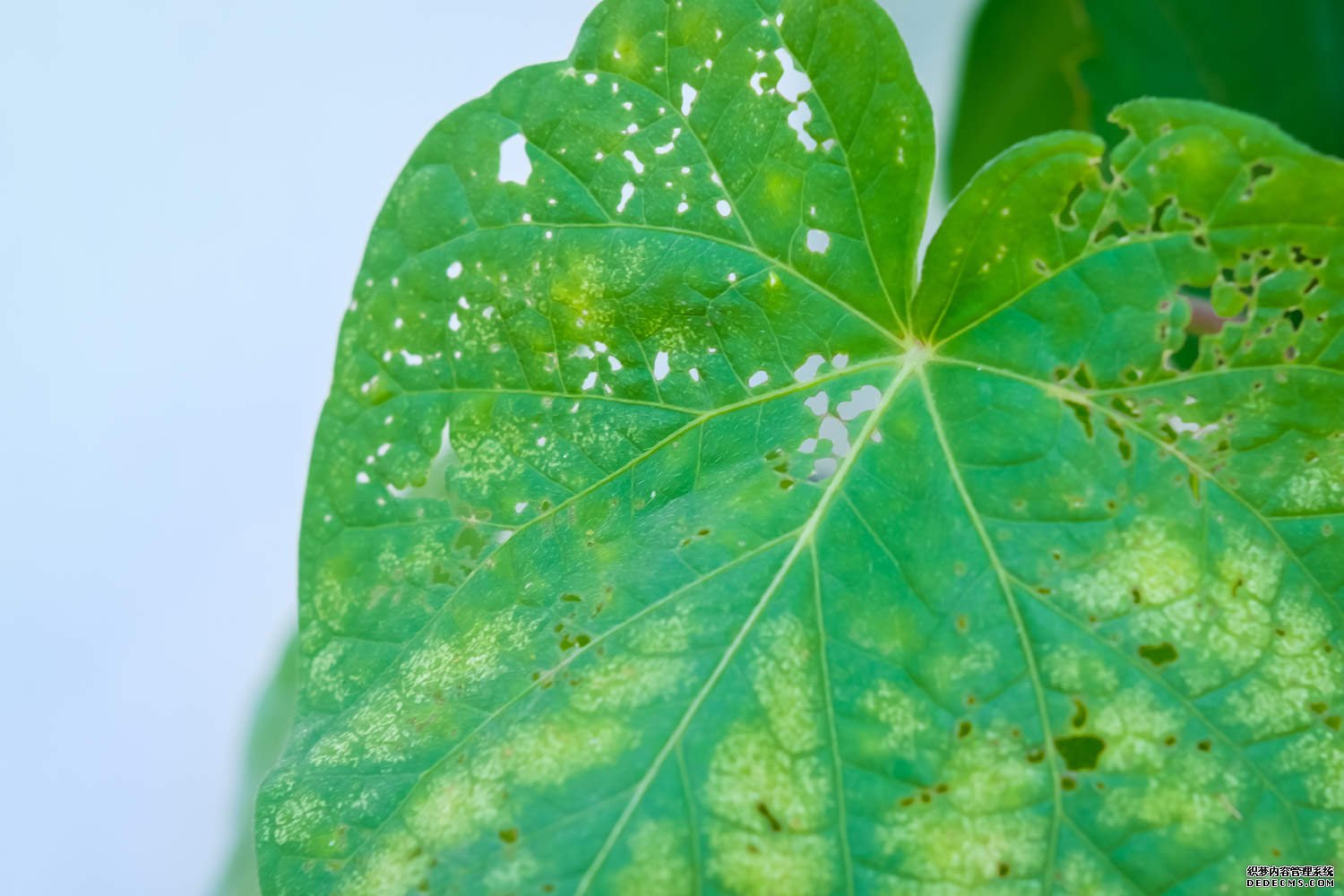牵牛花图片欣赏