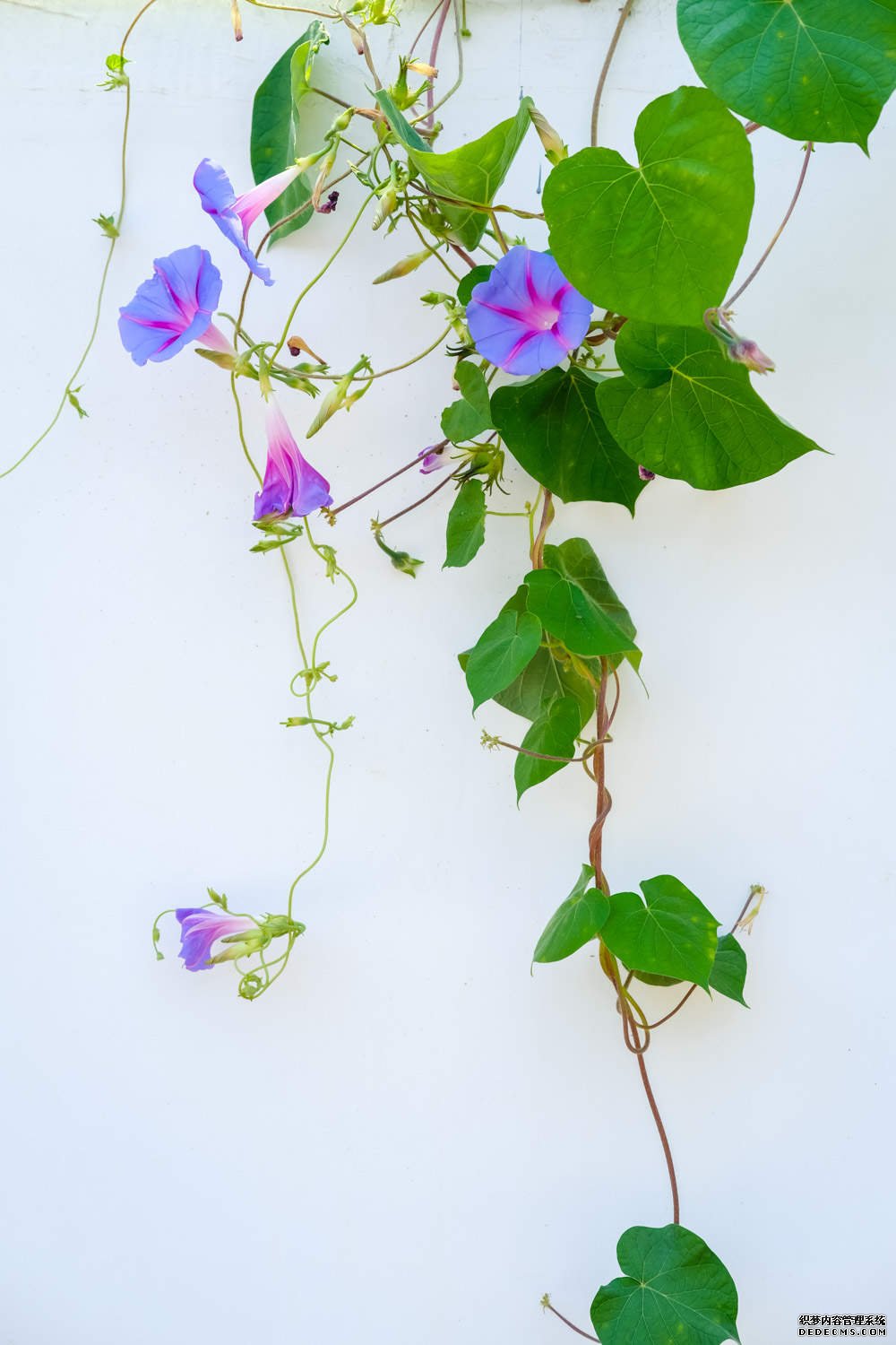 两朵牵牛花