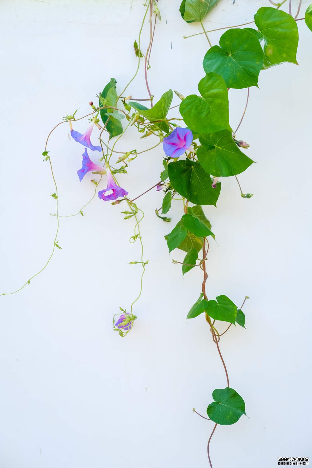 牵牛花