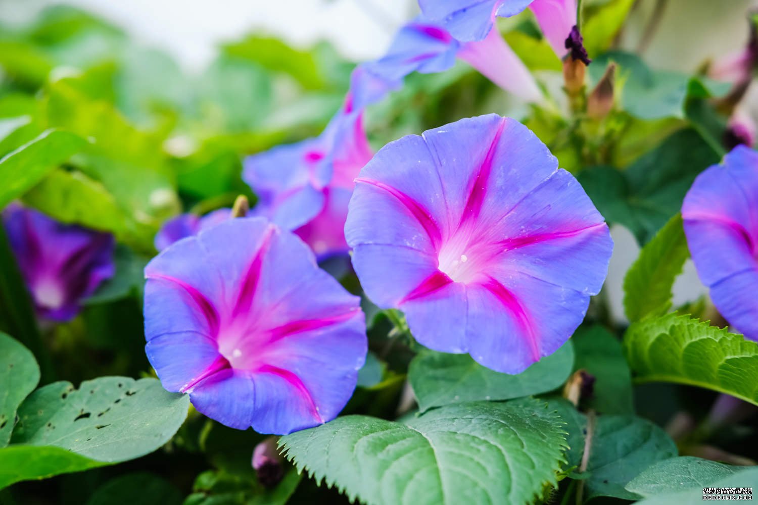 喇叭花开——牵牛花