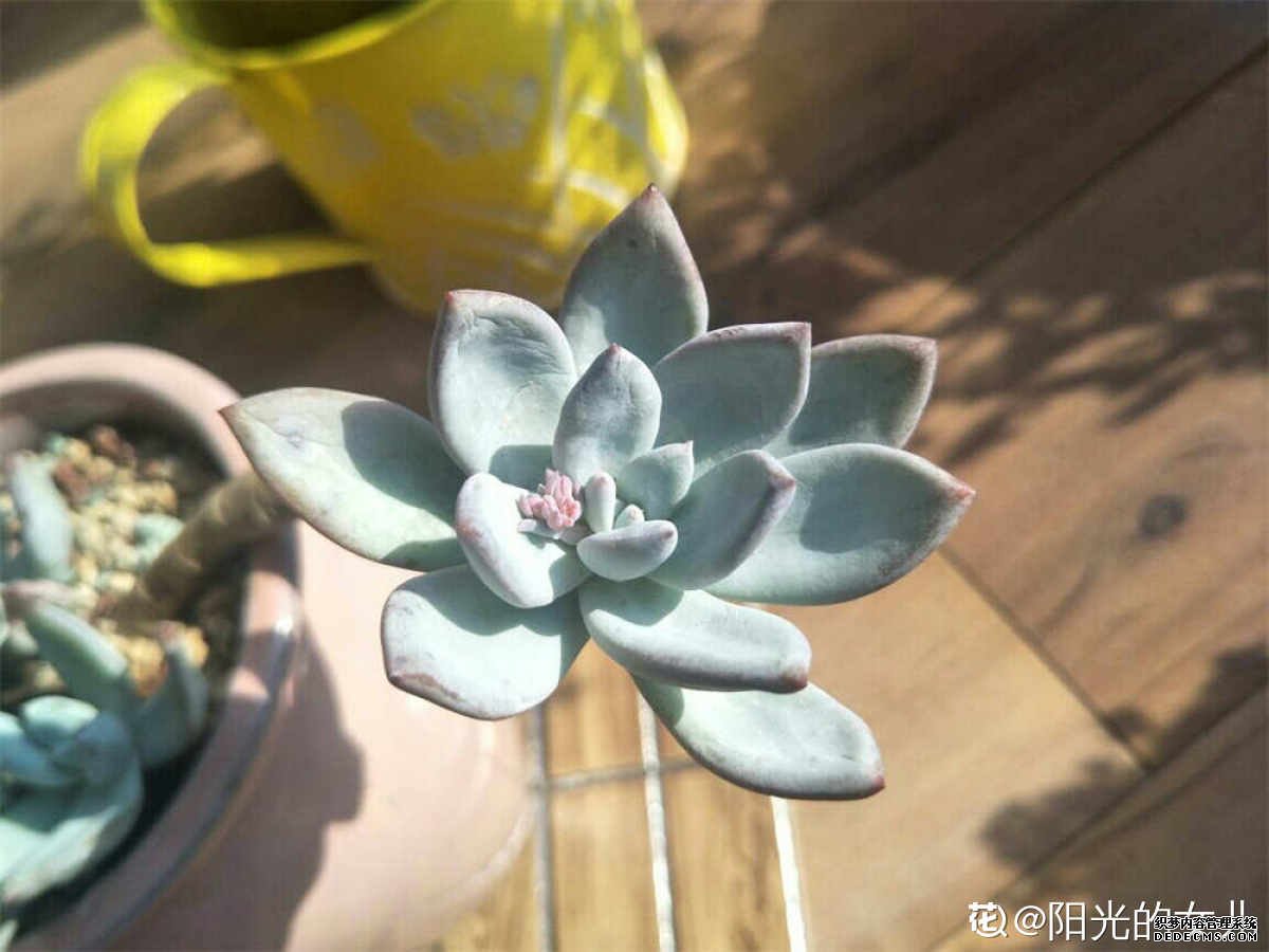 绽放的霜之朝花朵
