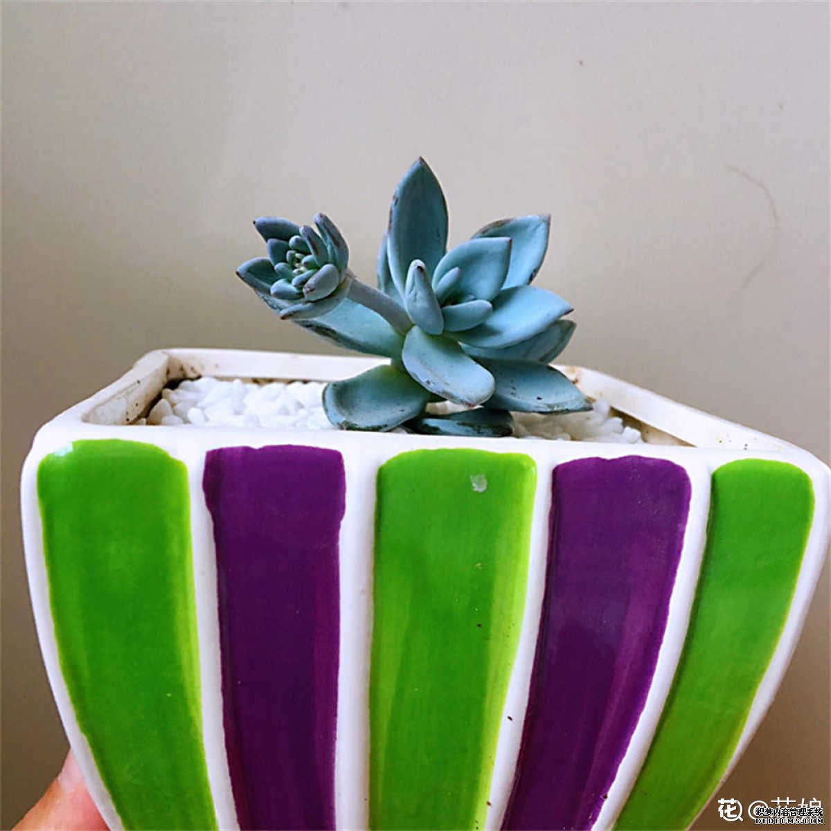 想要怒放的霜之朝