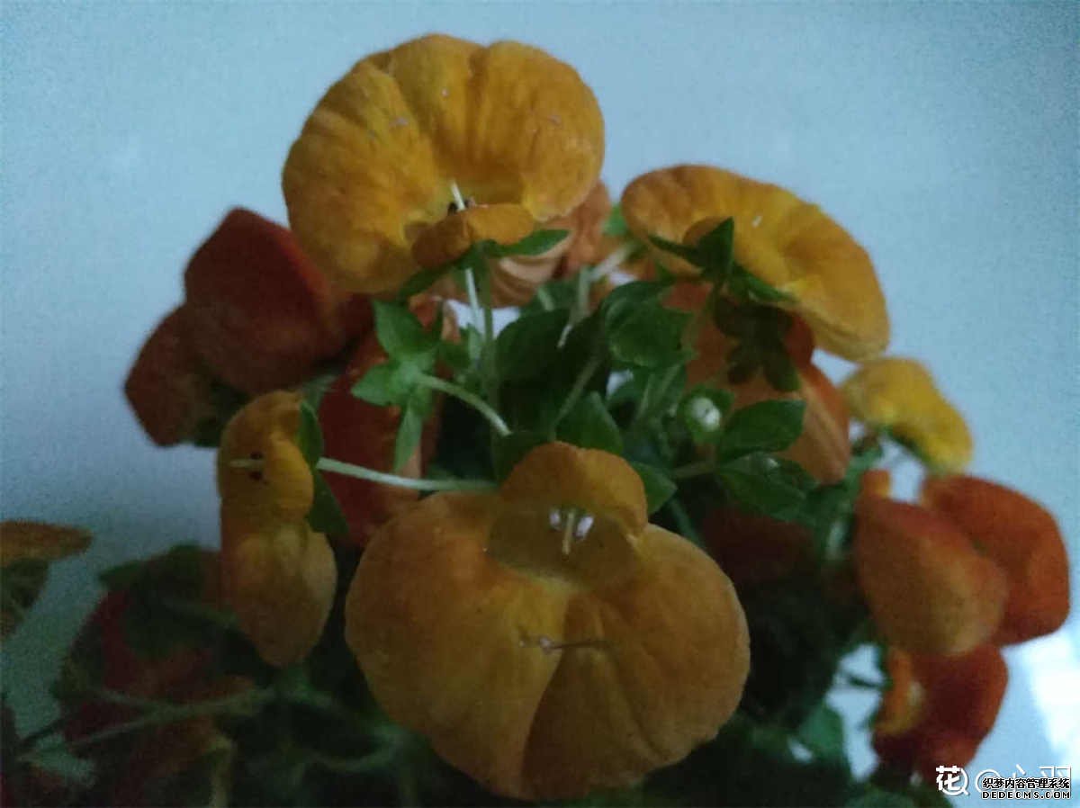 蒲包花美图