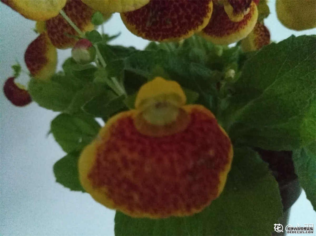 蒲包花图片欣赏