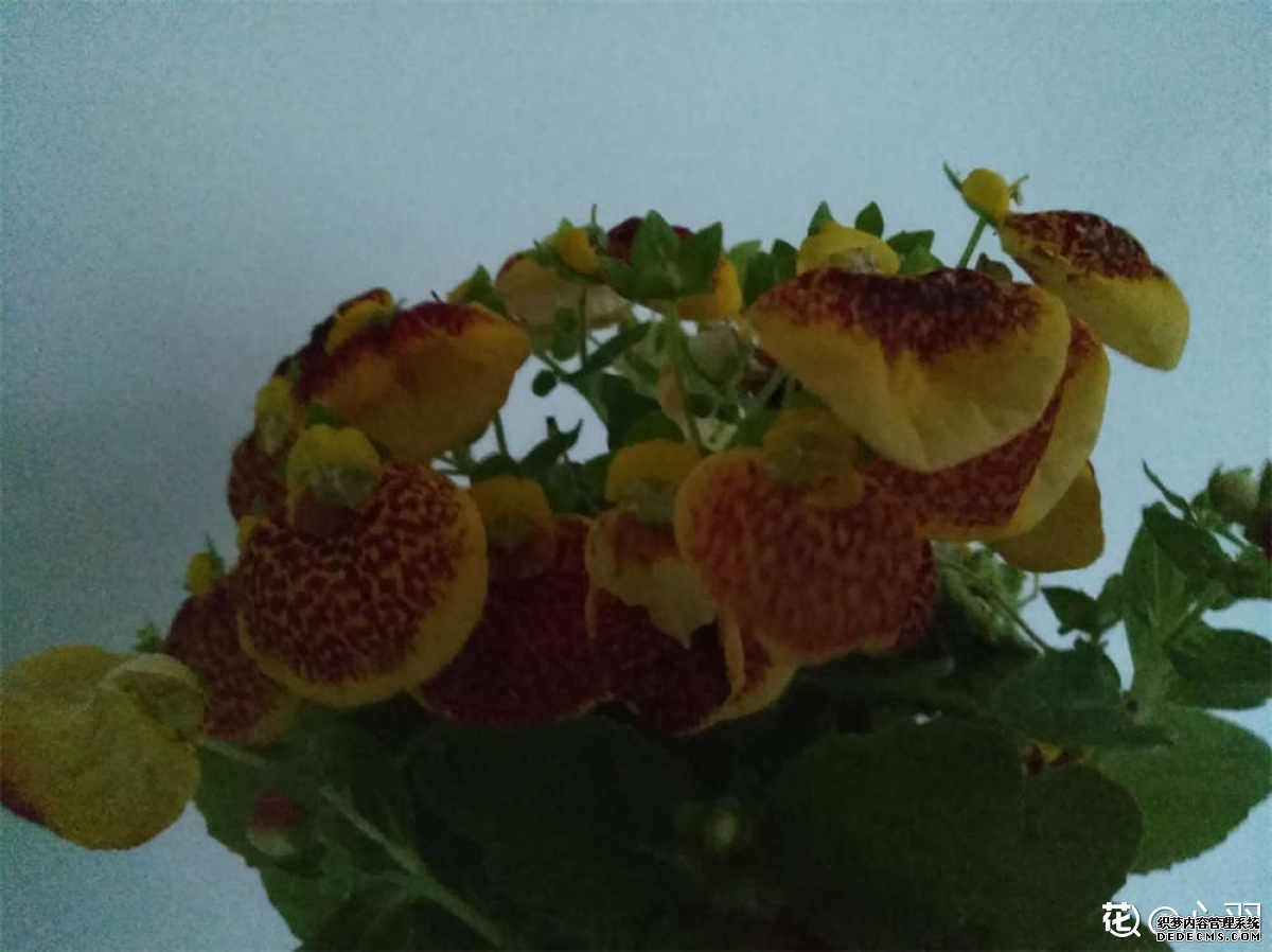蒲包花