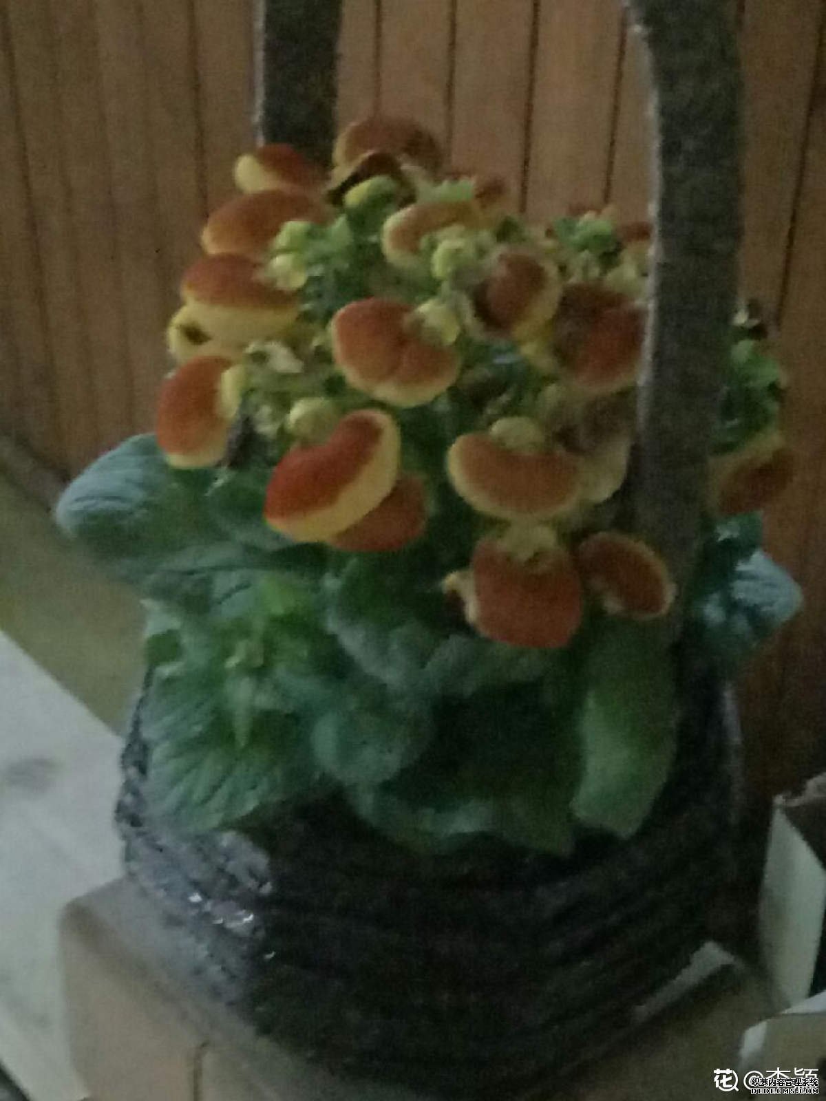 蒲包花图片
