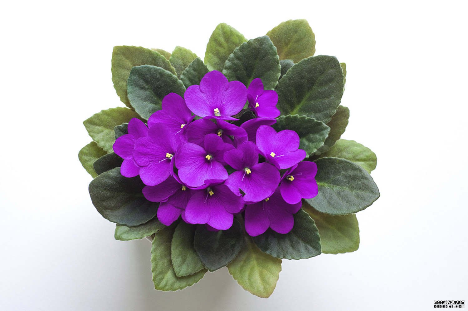 报春花美图