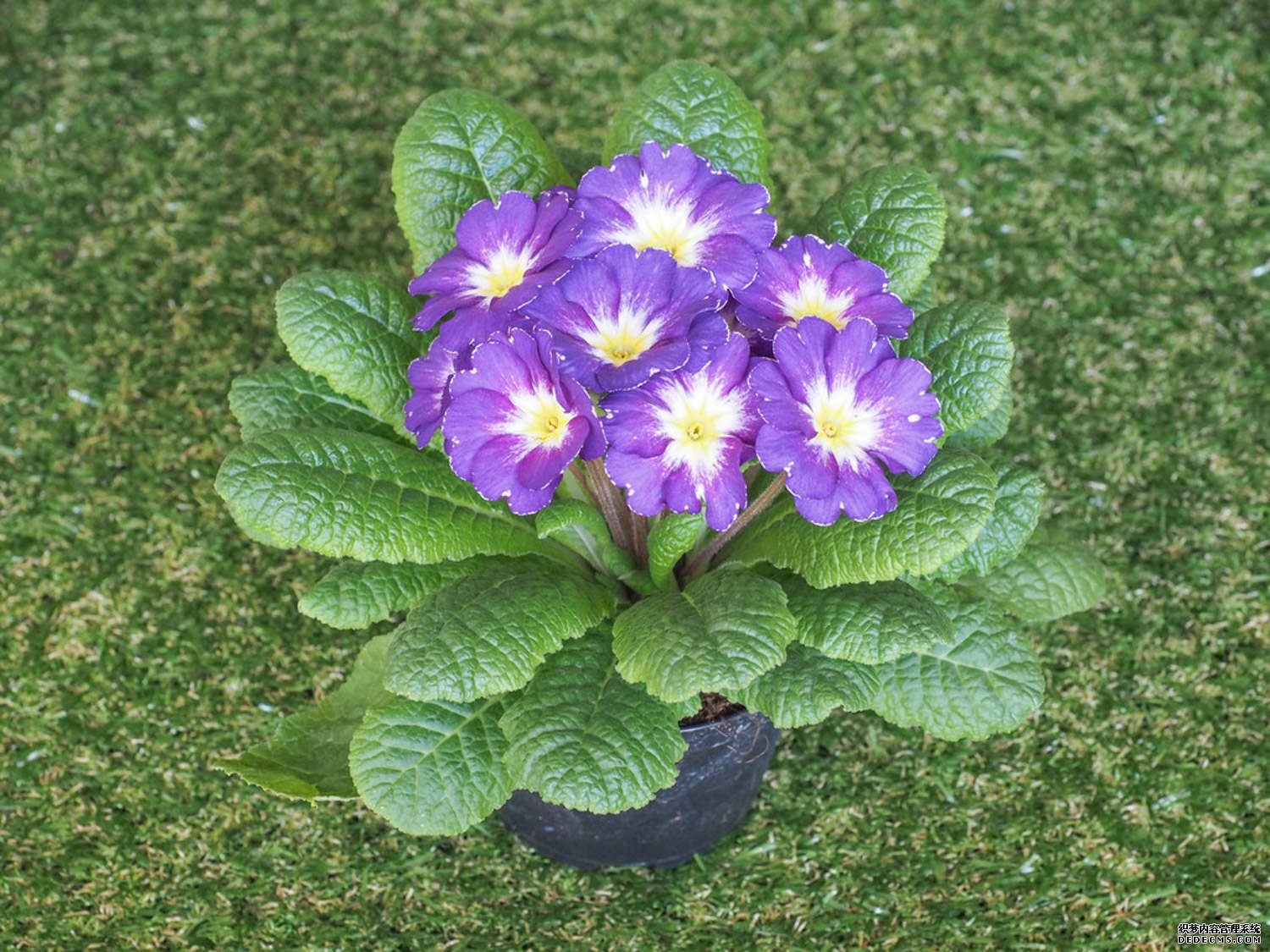 一朵报春花
