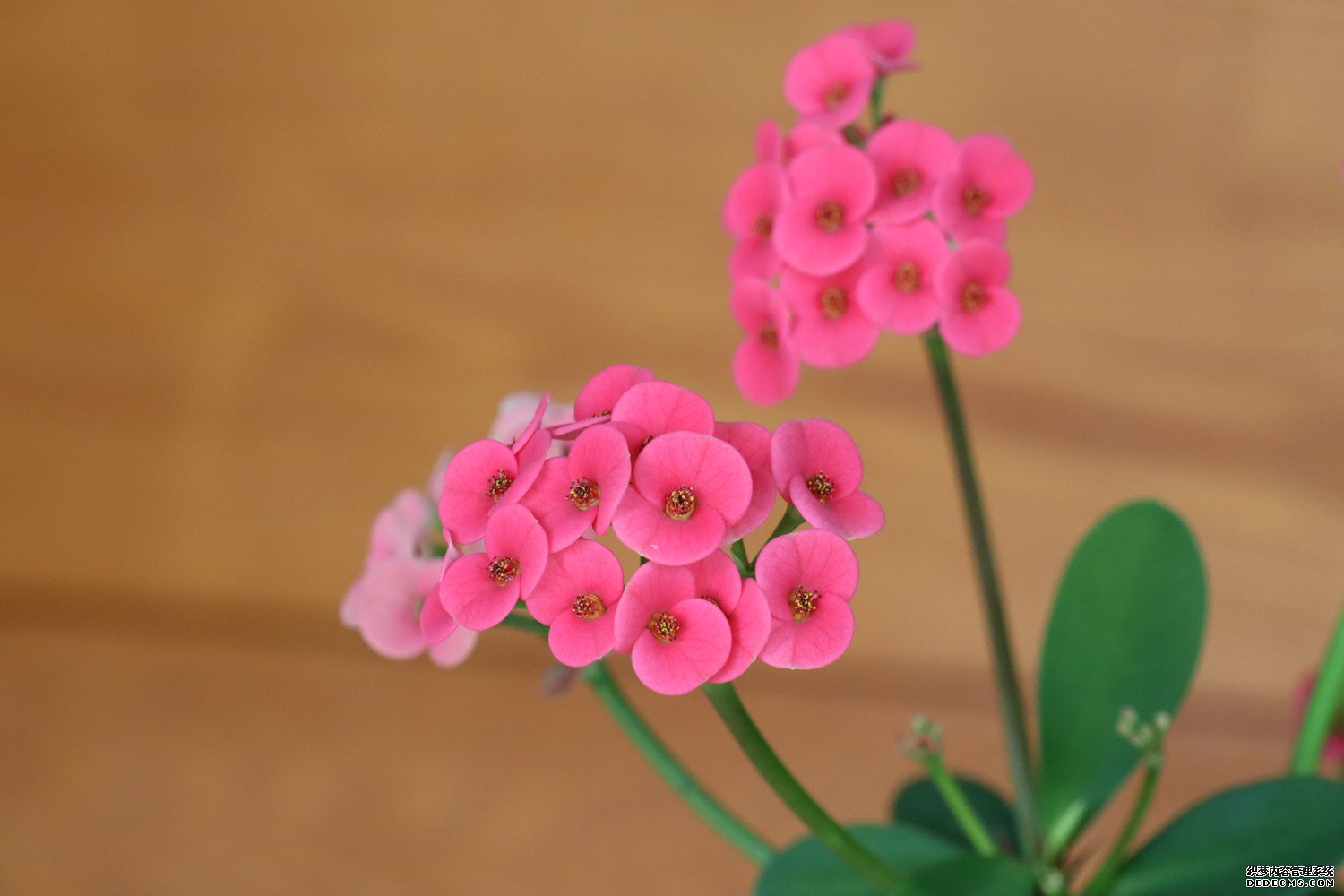 红花虎刺梅