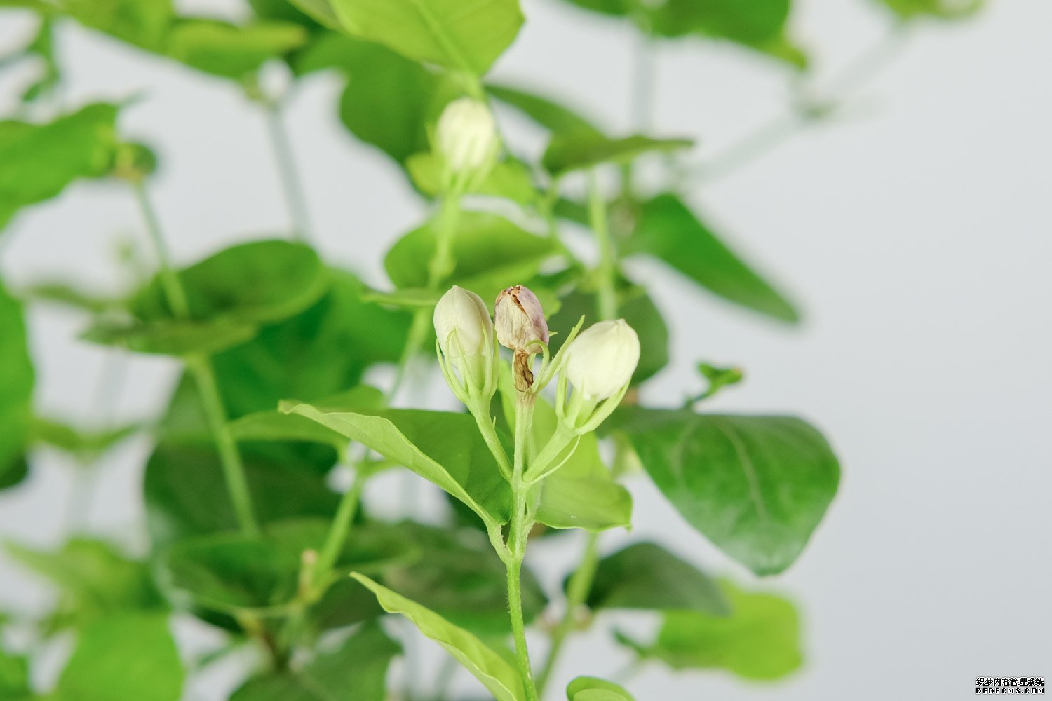 平平无奇的茉莉花
