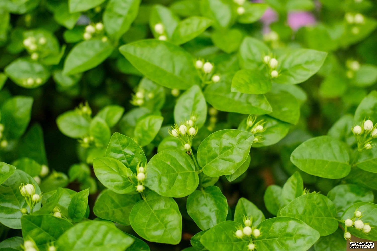 入夏绽放的茉莉花