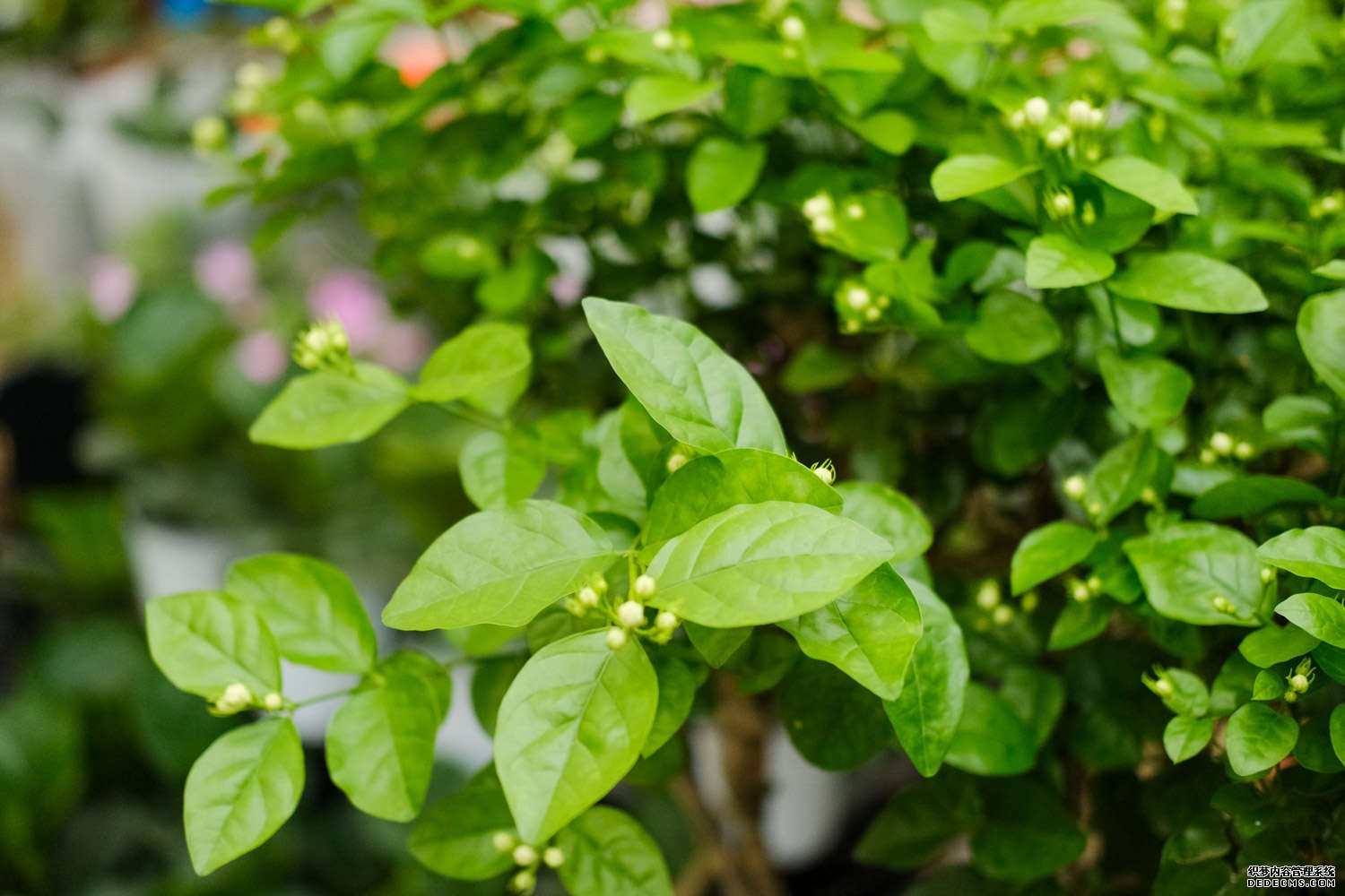 好一朵美丽的茉莉花