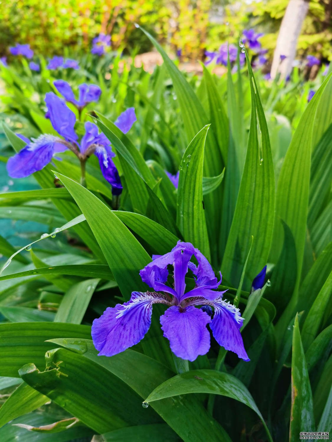 黄花鸢尾